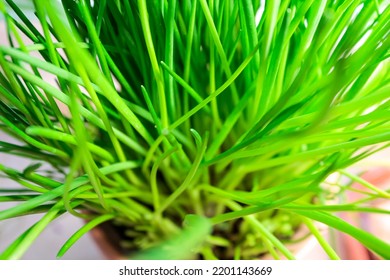 A Pot With Fresh Chives As A Kitchen Herb For Cooking.