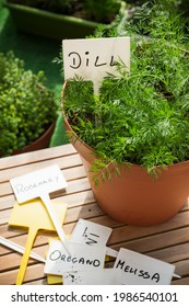 Pot with Fresh Dill Herb Growing and Empty Label. Home Gardening on Balcony, Eco Produce in Ubran Balcony.