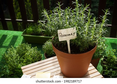 Pot with Fresh Rosemary Herb Growing and Empty Label. Home Gardening on Balcony, Eco Produce in Ubran Balcony.