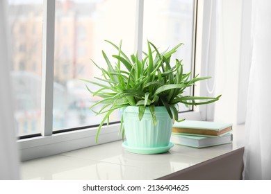 Pot with green aloe vera houseplant and books on window sill