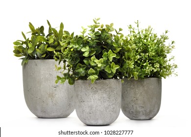 Pot green plants in and pots