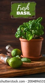 Pot With Growing Basil Plant And Limes With Spices On Table