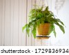 potted fern