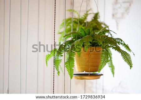 Pot of hanging Boston fern