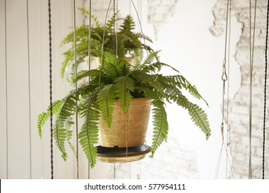 Pot Of Hanging Plant