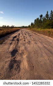 A Pot Holed Dirt Road In A Forestry In Queensland Showing Tyre Tracks. Sunshine Coast Region, Australia.