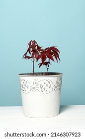 Pot With Maple Seedling On Blue Background