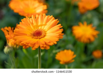 Pot Marigold (Calendula Officinalis)