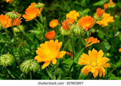 Pot Marigold (Calendula Officinalis)