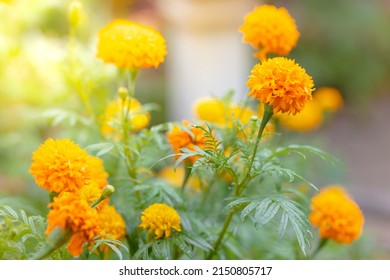 Pot marigold (Calendula officinalis) in the garden