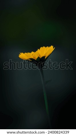 Similar – Image, Stock Photo El centro Yellow Flower