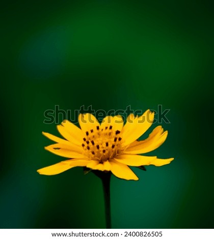 Similar – ein Makro einer isolierten gelben Blüte von Helianthus tuberosus