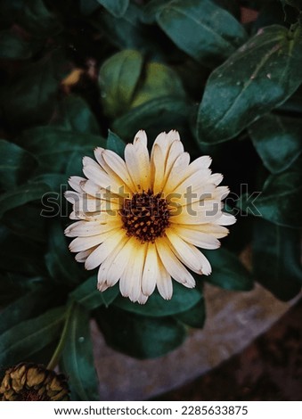 Pot marigold(Calendula officinalis).A stunning white and yellow flower with a striking dark brown center. This beautiful bloom is a testament to the intricate beauty found in nature's smallest details