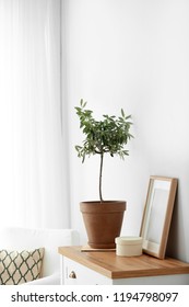 Pot With Olive Tree In Cozy Interior