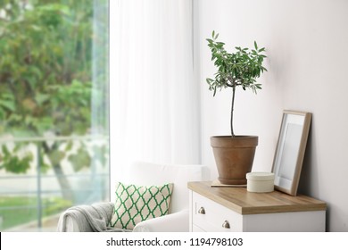 Pot With Olive Tree In Cozy Interior. Space For Text