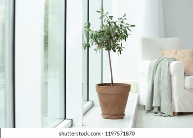 Pot With Olive Tree In Cozy Interior