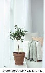 Pot With Olive Tree In Cozy Interior