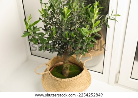 Pot with olive tree on window sill indoors, above view. Interior element