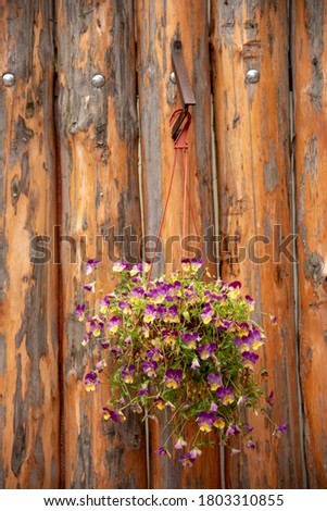 little flowers Nature