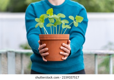 Pot Plant Gift, Woman's Hands Holding Young Pot Plant On A Blurred Background