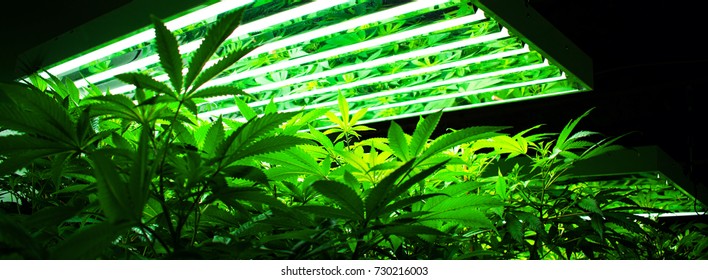 Pot Plant, Marijuana Growing On Cannabis Farm