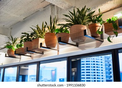 Pot Plants In An Overhead Display In An Office Breakout Area.