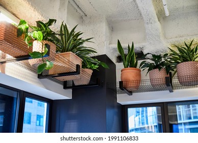 Pot Plants In An Overhead Display In An Office Breakout Area.