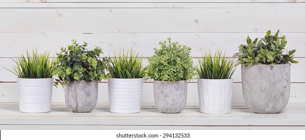 Pot Plants In White Pots And Concrete On A Background Of White B