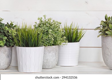 Pot Plants In White Pots And Concrete On A Background Of White B