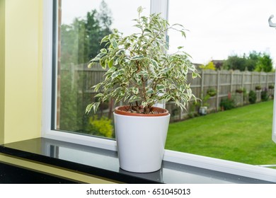 Pot plants in a window