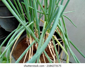 Pot Plastik Dishes With Green Onion Growing From Kitchen Scraps. Indoor Water Garden On Granite Kitchen Counter Near Window With Rain Drops. 

