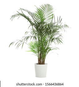 Pot with Ravenea rivularis plant isolated on white. Home decor