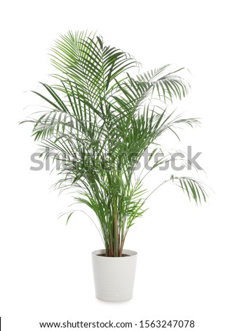 Pot with Ravenea rivularis plant isolated on white. Home decor