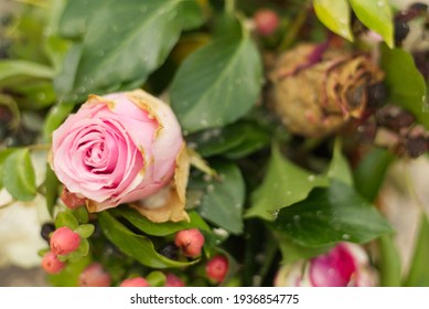 A Pot Of Roses, Showing Vibrant Healthy Leaves, Colourful Pink Roses And A Dead Rose And Berries.