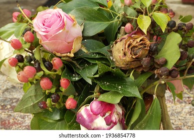 A Pot Of Roses, Showing Vibrant Healthy Leaves, Colourful Pink Roses And A Dead Rose And Berries.