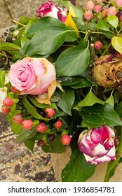 A Pot Of Roses, Showing Vibrant Healthy Leaves, Colourful Pink Roses And A Dead Rose And Berries.