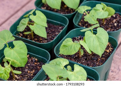 Pot seedlings of green beans - Powered by Shutterstock