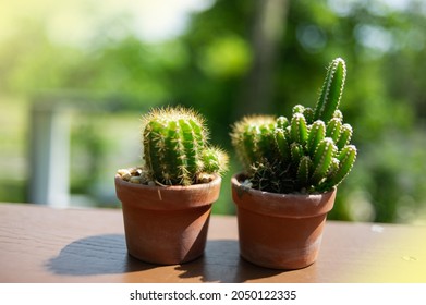 A pot of a small cactus which is an ornamental plant.light fair. - Powered by Shutterstock