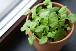 Pot With Young Spinach On Window Sill, Growing Harvest Indoors. Healthy Eating, Dieting