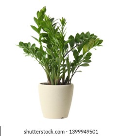 Pot With Zamioculcas Home Plant On White Background