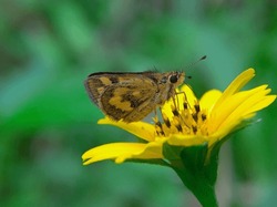 The Potanthus Omaha Butterfly Or Skipper Butterfly Is Often Found In Open Spaces With Flowering Plants