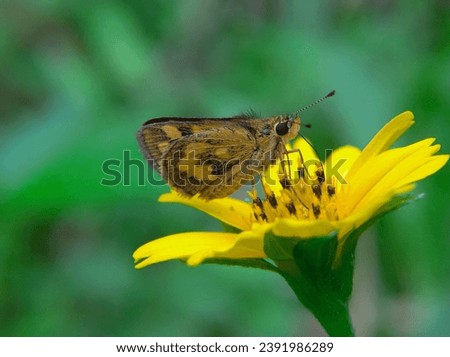 The Potanthus omaha butterfly or skipper butterfly is often found in open spaces with flowering plants
