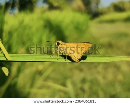 Potanthus omaha. Small branded swift. Delaware skipper. Borbo cinnara. Fiery skipper. , commonly known as the lesser dart, is a species of skipper butterflies. Fiery skipper sitting on green grass