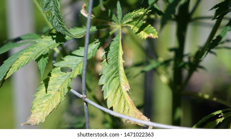 Potassium Deficiency In A Cannabis Plant.