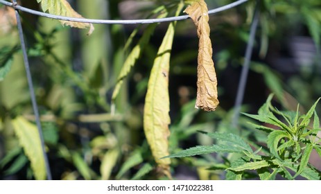 Potassium Deficiency In A Cannabis Plant.