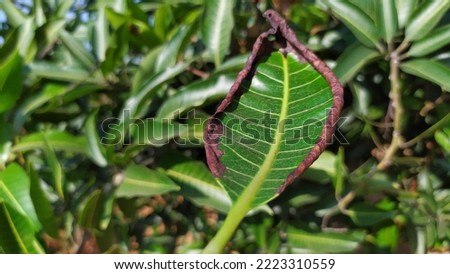 Potassium deficiency in mango, leaf - scorching  from  margins and  tip to base,  clear symptom with natural  mango leaves  back ground.