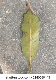 Potassium Deficiency Symptom In Mango Leaf