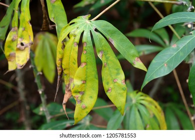 Potassium Deficiency Symptoms Of Cassava