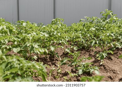 Potato beds. Potatoes grow in the garden. Life in the village - Shutterstock ID 2311903757