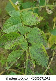 237 Alternaria leaf blight Images, Stock Photos & Vectors | Shutterstock